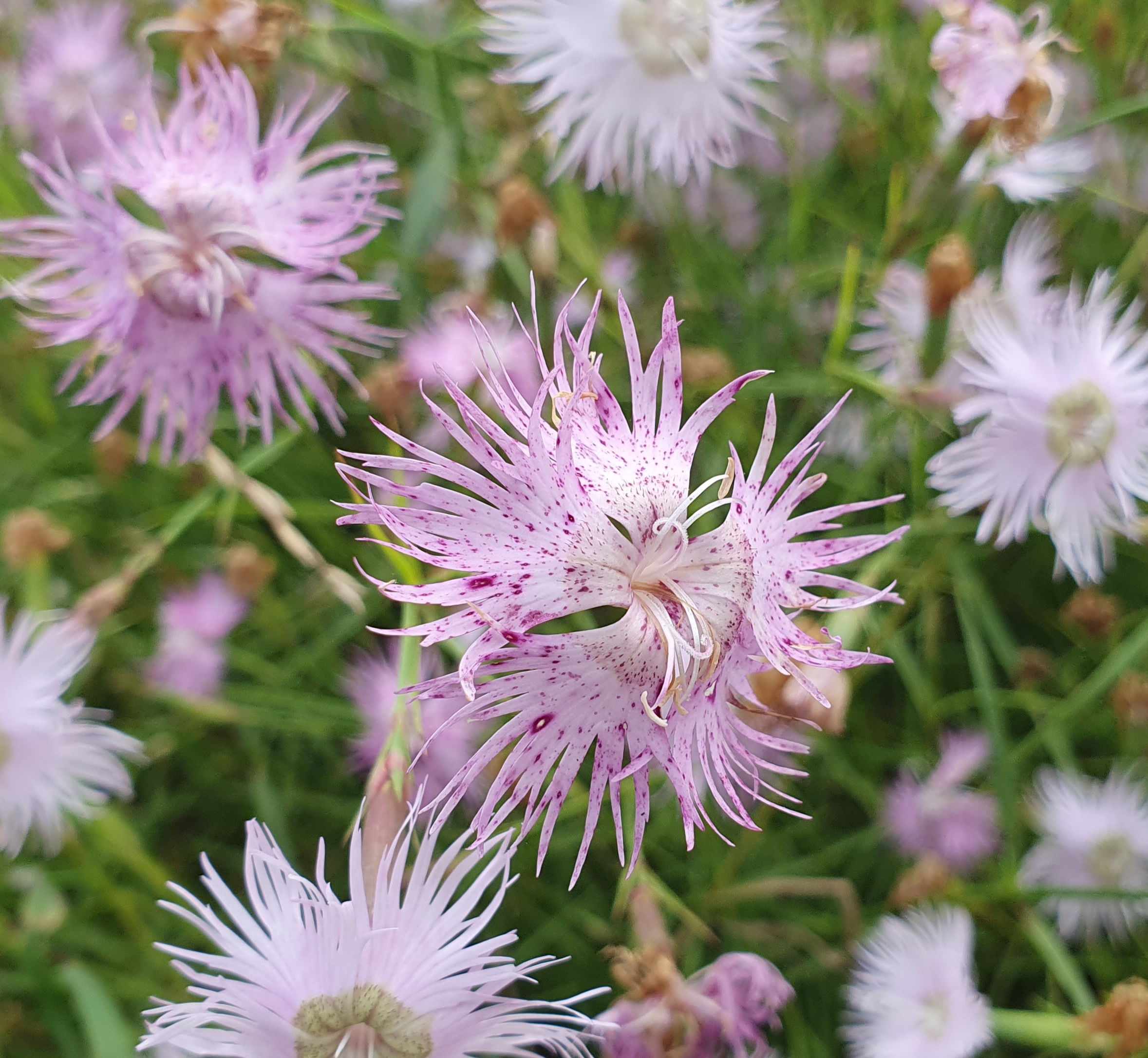 Dianthus hyssopifolius détail